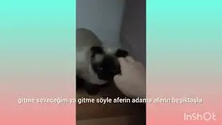 Kedi sevme operes yonu