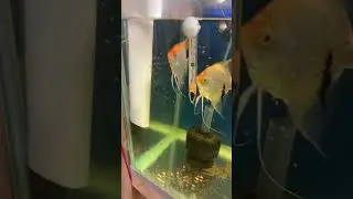 Pez Angeles/Escalar Reproducci&oacute;n #acuarios #peceras #fish #escalares #pezangel