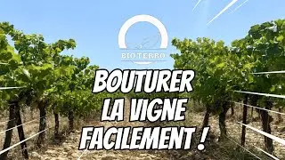 MULTIPLIER LA VIGNE FACILEMENT
