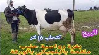 أخير مكاين في رخى‼️ بقرة رواسية حليب ملقحة بالبلجيكي بالورقة إتصل 06.53.60.46.40📞 ألو سي عبد الصمد 