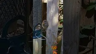 Beautiful young house sparrow feeding on the squirrel buster bird feeder (Passer Domesticus)