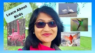 Online Learning for Kids | Birds for Kids | Knowledge Video for Kids | Bird Facts