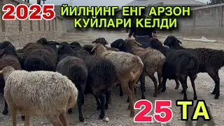 БУГОЗ КУЙЛАРИ! ☎️+998 88 336 9525 ☎️+998 99 752 6447