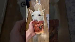 Chocolate ice cream for dogs #dog #doglover #dogshorts #pets #petowner #petlover #dogmom #dogowner