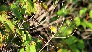 Common Yellowthroat Sept 29 2025