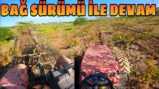 SÜRÜME BAĞ İLE DEVAM... YİNE OTLU ZOR BİR BAĞ SÜRÜMÜ...