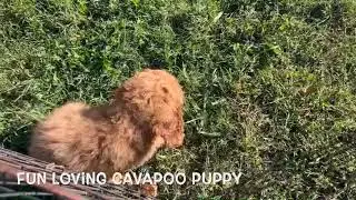Fun Loving Cavapoo Puppy   SD 480p