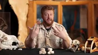Camel cannon bones