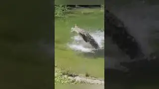 Deadly fight! crocodile vs crocodile #shorts #nature #crocodile #reptiles #awesome