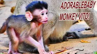 Adorable baby monkey Vito walk with mum for food , but mum Wiki careless baby.