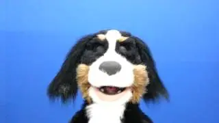 Shaggy Mountain Dog Puppet by Axtell