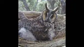 Owl Camera Live Stream