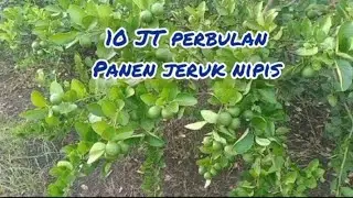 Perkebunan jeruk nipis #ujungpangka Gresik