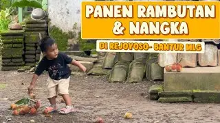 NJENGUK MBAH PUTRI DAN MBAH KUNG DI REJOYOSO- LANJUT PANEN DURIAN, RAMBUTAN DAN NANGKA