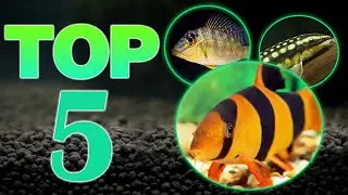 Top 5 Bottom Aquarium Fish