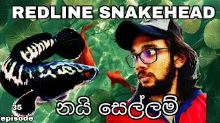 Redline Snakehead  🐍 නයාගෙ වර්තමාන  තත්වය 👍🙂