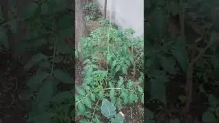 Embark on my Tomato Safari, Witness the Marvels of Growth, Mistakes, and Bountiful Harvest!
