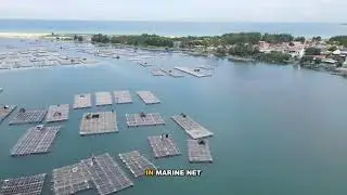 Everything You Need to Know About Atlantic Salmon Farming - Market Impact Explained