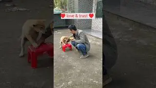 Deep Love Between Puppy and Owner &hearts;️🐶 #dog #puppy #shorts