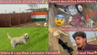 Mix Labrador Female Bhej De Breeder N🐶Fraud Hua😡|| Rabbit K Baby Pigeon Nest Mai Mila😍Newborn Baby🐇 
