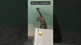 cat funny compilation #funnycats #shorts