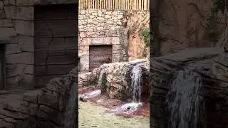 Tiger Stalking In Big Cat Habitat, #BuschGardens, #TampaFL, Dec. 2025 (1 of 2)