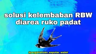 solusi kelembaban gedung walet dikawasan ruko padat