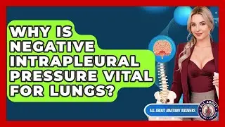 Why Is Negative Intrapleural Pressure Vital For Lungs? - All About Anatomy Answers