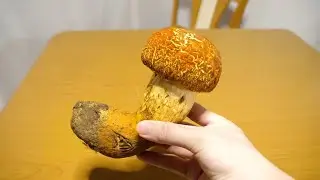 へんなキノコ食べてみた『アカヤマドリタケ』
