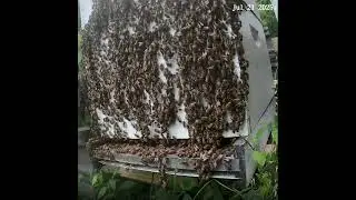 Flashback - Bees in the Morning at Sunrise