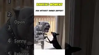Dogs being idiots part 459: Dog without owner support  #funnydog #funnypet #cutedog #dog # short