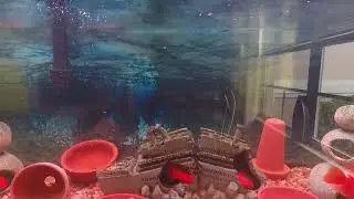 Blood Parrots