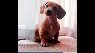 Upbeat Animals- 10 minutes - Calm content for kids