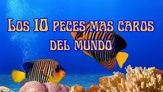 The 10 most expensive fish in the world