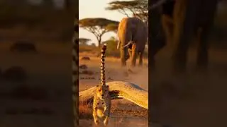 Cheetah Climbs an Elephant to Escape Lion Incredible survival moment #wildlife #nature #animalrescue