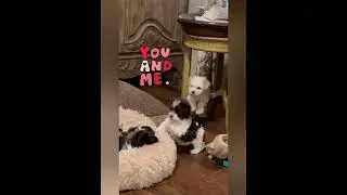 The Charm of Havanese Puppies