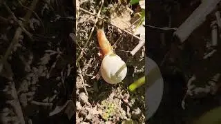 Stripped white lipped land snail, Webbhelix multilineata, South Illinois, 83F.