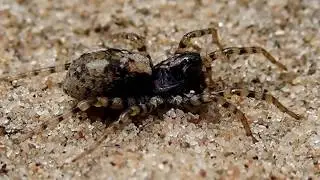 Gewone zandwolfspin (Arctosa perita)