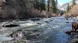 45 Seconds of East Fork Carson River Bliss  just outside of Markleville CA of HWY 4