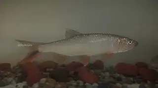 Raiamas guttatus @ Burmese Trout/Sikang (Malaysia)