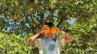 Orange Picking 🍊 | Orchard Visit with Friends in Dooralong, NSW
