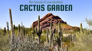 Cactus Garden in Phoenix