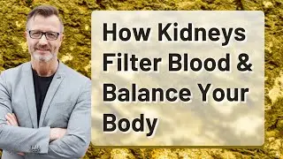 How Kidneys Filter Blood & Balance Your Body