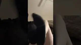 sarahs black no show sock tease