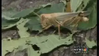 Dealing with grasshoppers