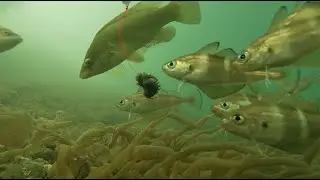 Eastney Pier underwater   July 2022