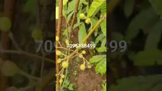 February 15, 2024 falsa fruit plant s available 7095858499 || 7075858499