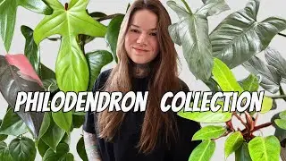 My Current PHILODENDRON HOUSEPLANT Collection!