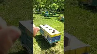 Шестирамочники в дії 👌