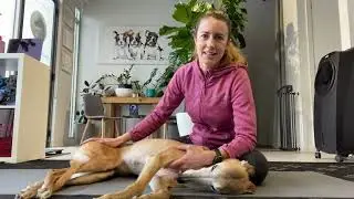 Application of skin rolling for canine fascial restriction
